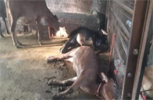 Gurdaspur Cow Death News: गुरदासपुर की धरतीनाथ गोशाला में बड़ा हादसा, बिजली का करंट लगने से 9 गायों की मौत