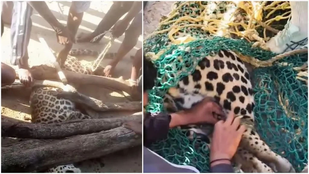 Dhamtari Leopard Attack: धमतरी में तेंदुए के आतंक से ग्रामीणों को मिली राहत, खुद मोर्चा संभालकर आमानारा गांव में पकड़ा
