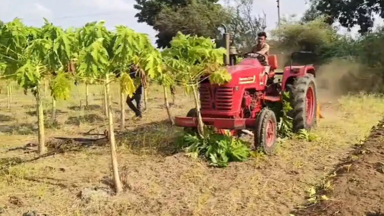 Dhule Farmer Destroys Papaya Crop: सूखे से परेशान किसान का दर्द आया सामने, ट्रैक्टर चलाकर नष्ट किए पौधे
