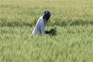 Machiwara News: सहकारिता विभाग की नई पॉलिसी से किसानों की बढ़ी मुश्किलें, कर्ज के लिए जमीन गिरवी रखने की शर्त
