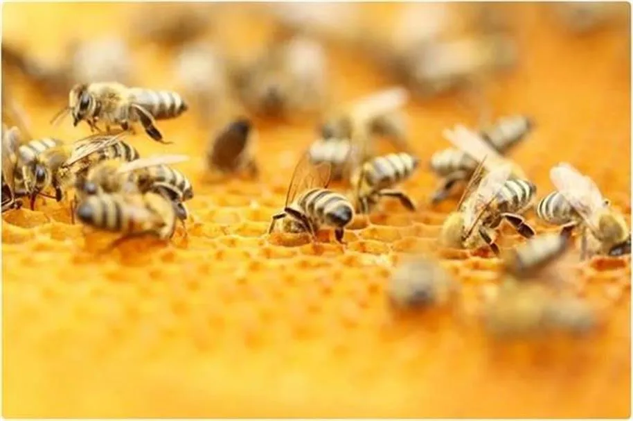 Haryana Bee Keeping Insurance: हरियाणा के मधुमक्खी पालकों के लिए बड़ी राहत, बी-बॉक्स के नुकसान पर मिलेगा बीमा क्लेम