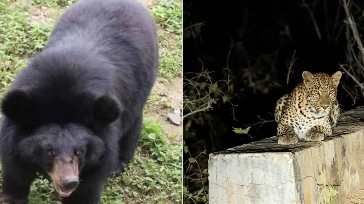 Kanker News: उत्तर बस्तर कांकेर में वन्यजीवों की दस्तक, शहर के मठ में दिखा तेंदुआ तो पानी की टंकी पर चढ़ा भालू