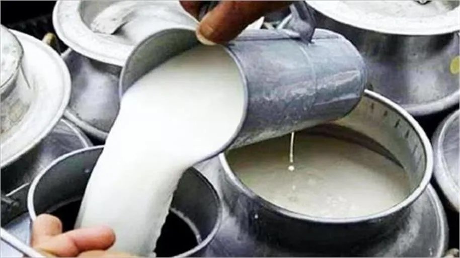 Punjab Milk Quality Check: दूध की शुद्धता को लेकर डेयरी डेवलपमेंट डिपार्टमेंट सख्त, नवी आबादी और आजाद नगर में लगे स्पेशल कैंप