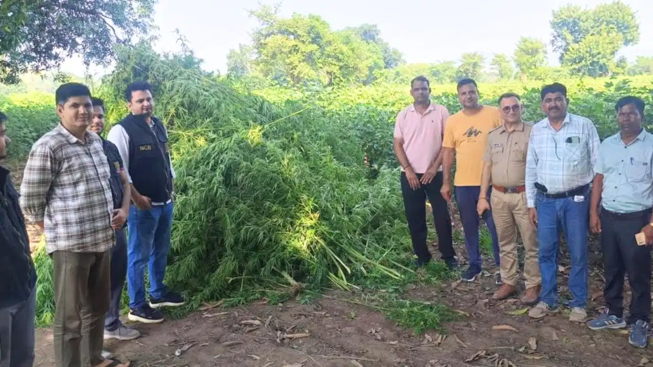 Rajasthan Ganja Cultivation: उदयपुर के नयावास में एनसीबी और पुलिस की संयुक्त कार्रवाई, अंतरराष्ट्रीय बाजार में करोड़ों की कीमत
