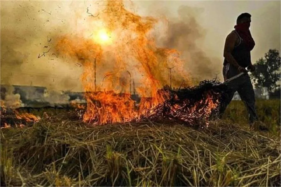 Amritsar Stubble Burning News: अमृतसर में पराली जलाने के मामलों में भारी उछाल, पंजाब में बना नंबर वन जिला