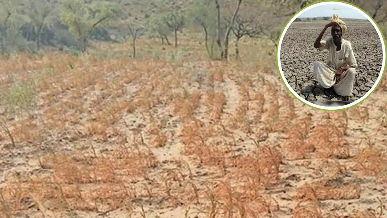 Rajasthan Drought News: राजस्थान में सूखे की मार, 14 जिलों की 80 तहसीलें घोषित हुईं गंभीर और मध्यम सूखाग्रस्त; किसानों को मिलेगा राहत पैकेज
