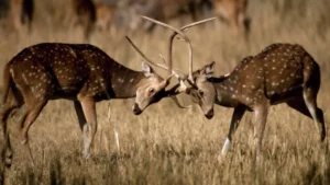 Madhya Pradesh Tourism News: उमरिया में जू विकसित करने की कवायद तेज, छातन कैंप में चिन्हित की गई जमीन