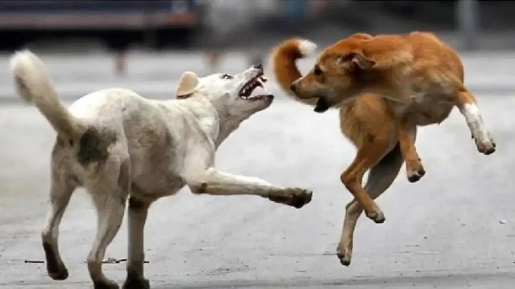 West Bengal Dog Attack: पूर्व बर्धमान में आवारा कुत्ते का आतंक, डेढ़ महीने के बच्चे समेत 56 लोगों को काटा; दहशत का माहौल